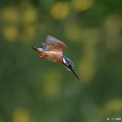 ５月15日は蔵出しのカワセミ　１