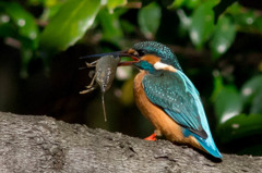 桜の太い枝へ移動しました。