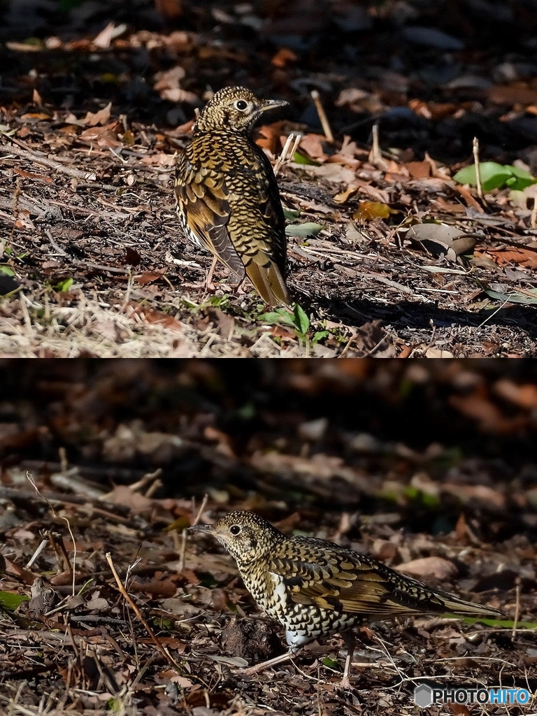 ３月１日のトラツグミ