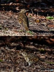 ３月１日のトラツグミ