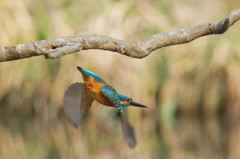 今日のカワセミ　２