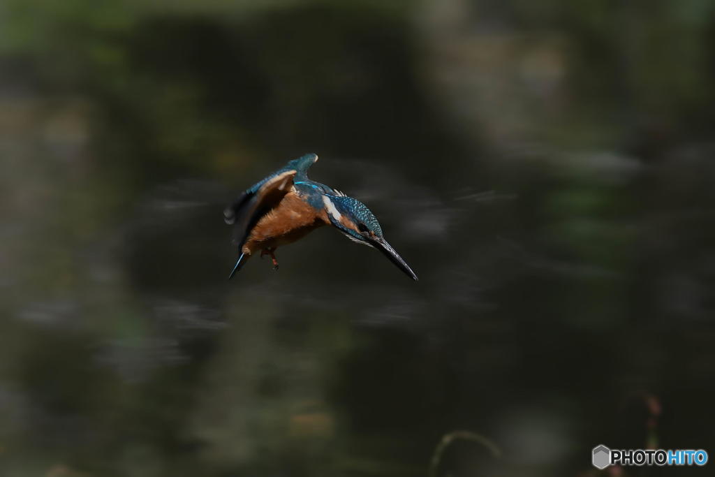 10月17日は蔵出しのカワセミ　１