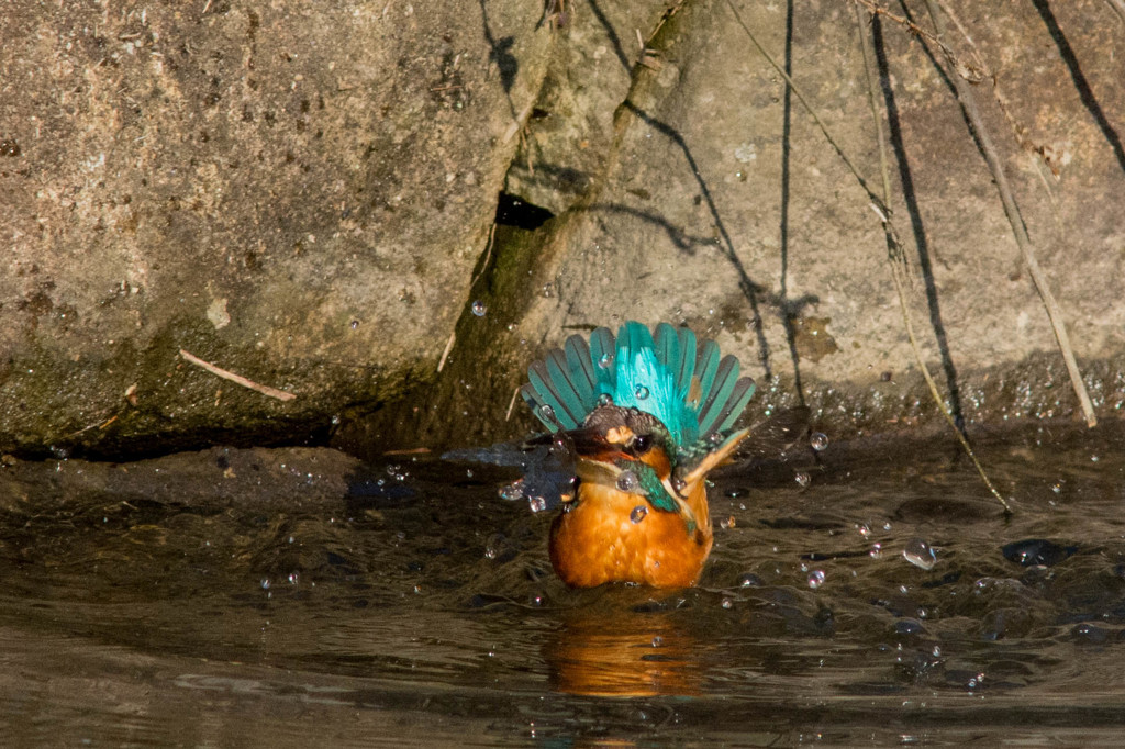 咥えてはみたけれど　その１