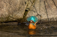 咥えてはみたけれど　その１