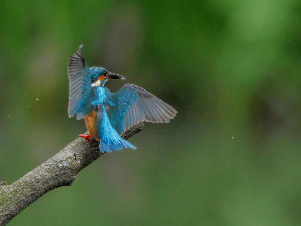 4月12日のカワセミ　１