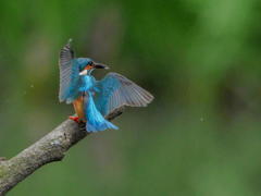 4月12日のカワセミ　１