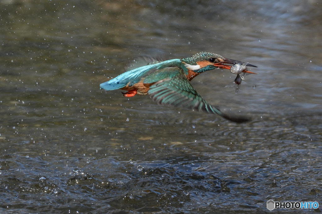 ２月10日のカワセミ