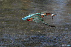 ２月10日のカワセミ