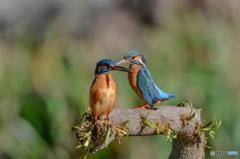 ３月１７日のカワセミ　１