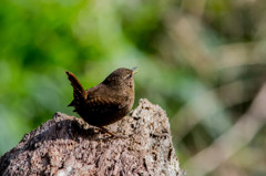 人生初撮り　ミソサザイ３