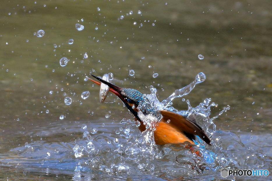 ２月27日のカワセミ　１
