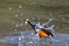２月27日のカワセミ　１