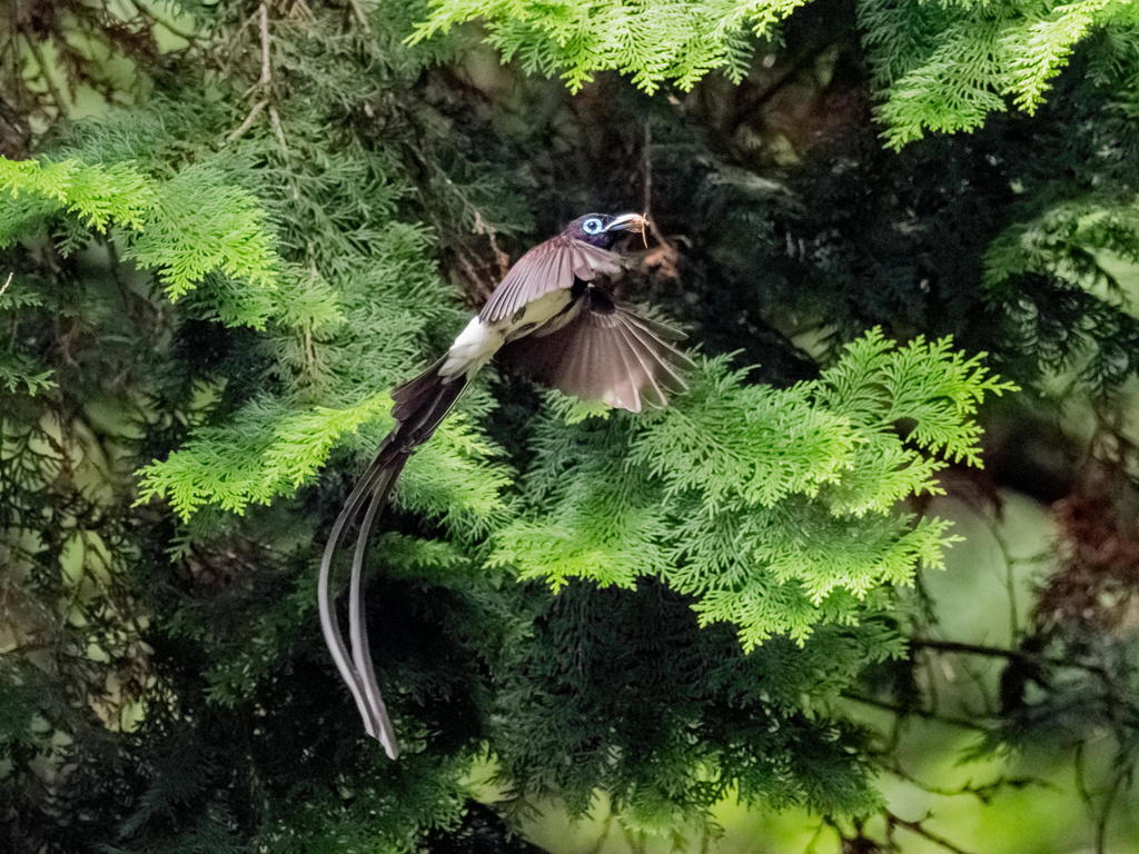 ６月30日　昨日のサンコウチョウ　１