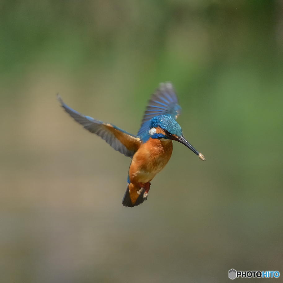 ３月22日のカワセミ　２