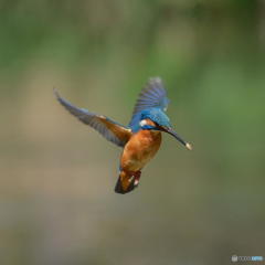 ３月22日のカワセミ　２