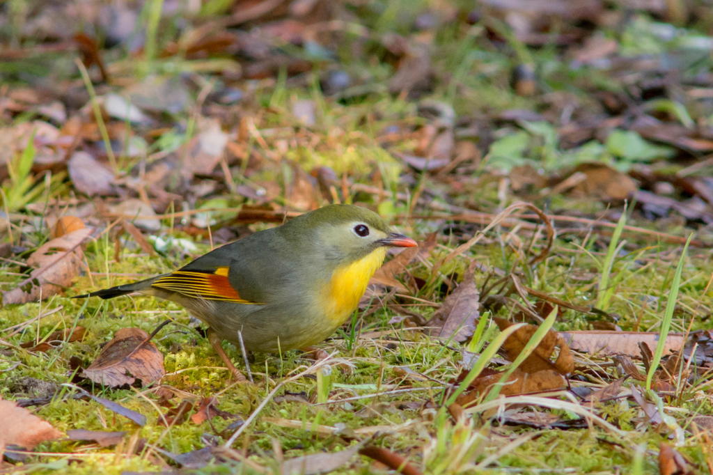 ソウシチョウ ３