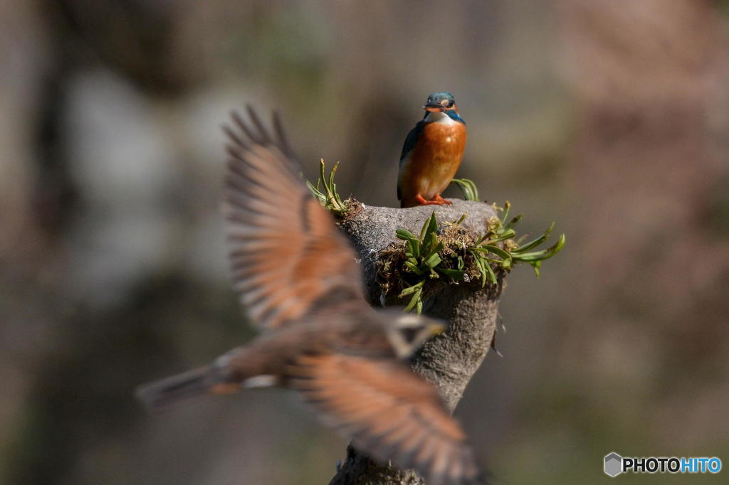 ３月８日のカワセミ　２