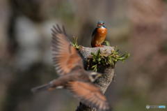 ３月８日のカワセミ　２
