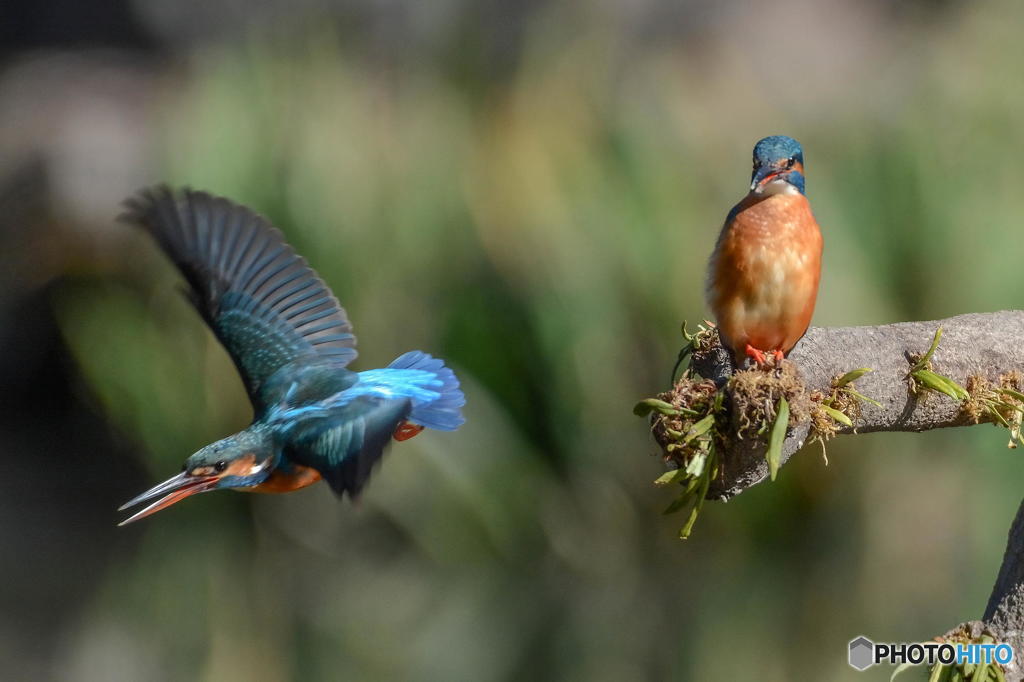 ３月１７日のカワセミ　２