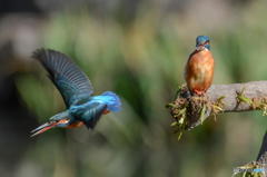 ３月１７日のカワセミ　２