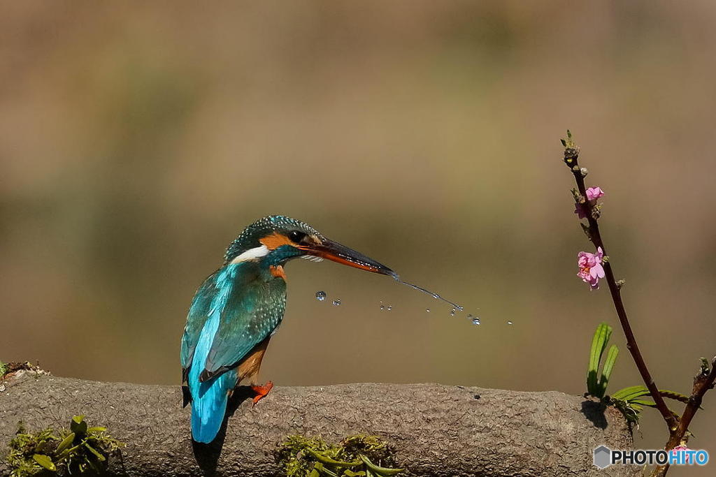 ２月24日のカワセミ　２