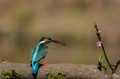 ２月24日のカワセミ　２