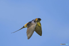 ５月23日のコシアカツバメ　２