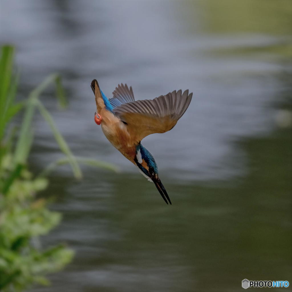 ５月15日は蔵出しのカワセミ　２