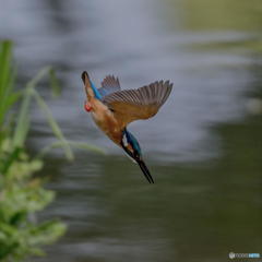 ５月15日は蔵出しのカワセミ　２