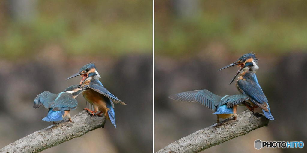 ９月４日は蔵出しのカワセミ親子