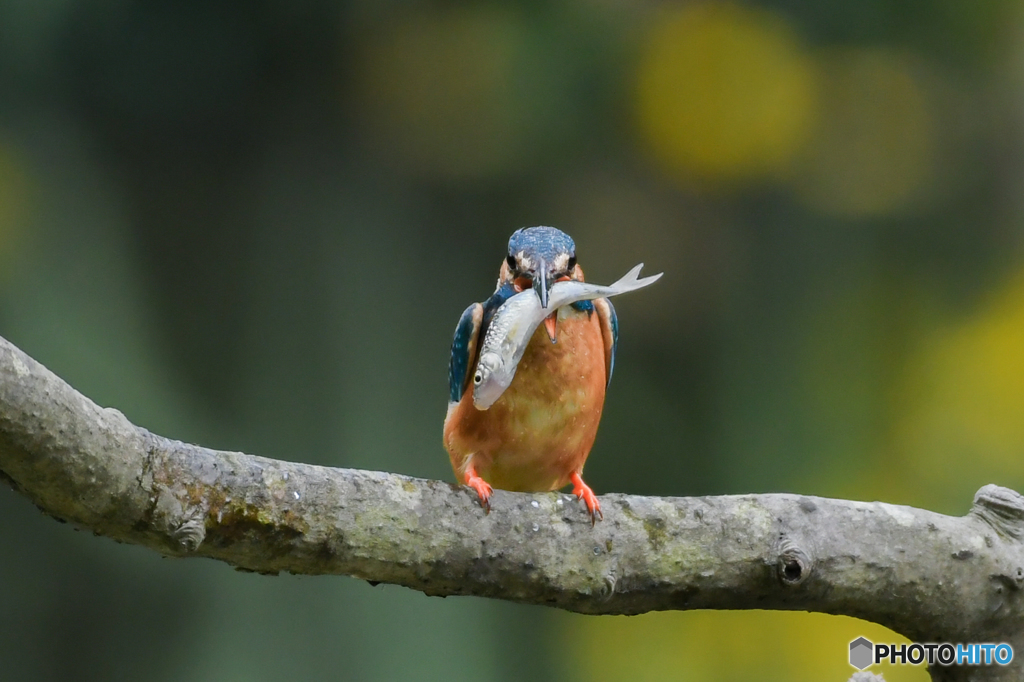 5月20日のカワセミ　２