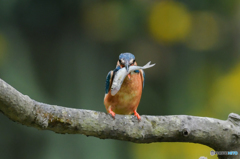 5月20日のカワセミ　２