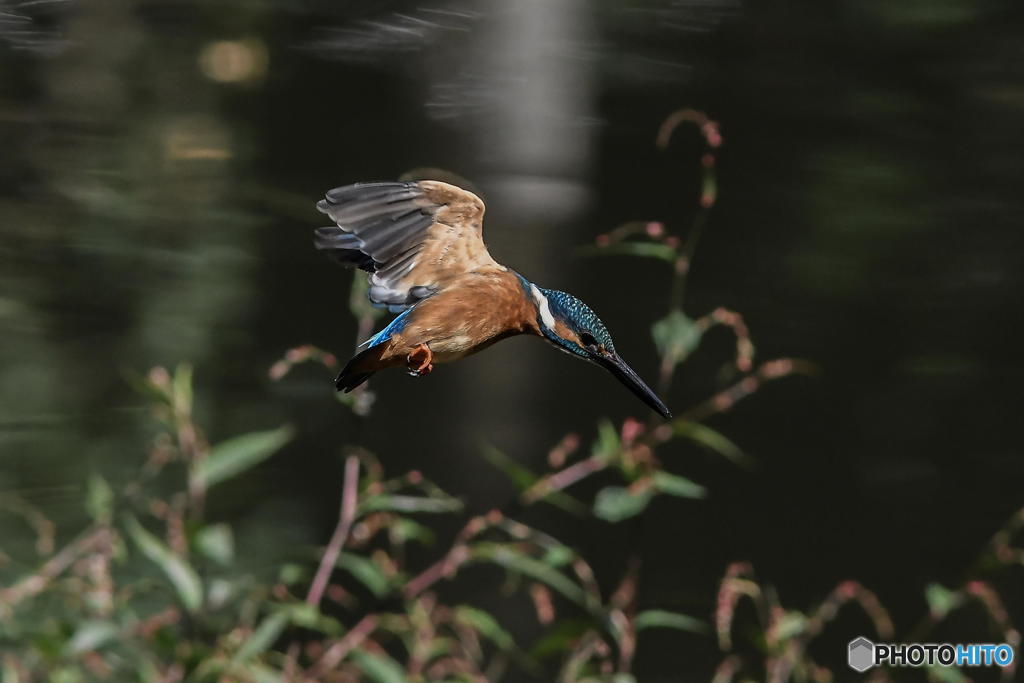 10月15日　蔵出しのカワセミ　１