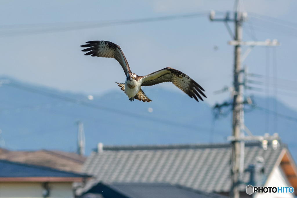 １０月１６日のミサゴ　１