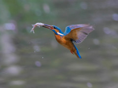 4月9日のカワセミ　３