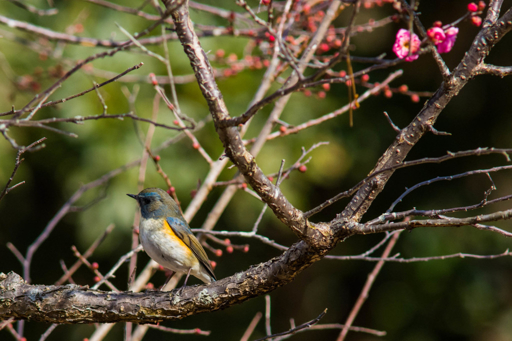 梅花とルリビタキ♂　その１