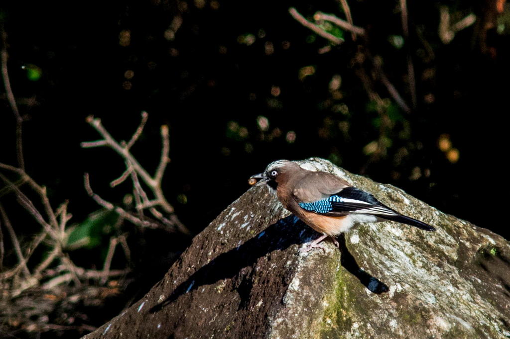 カケス　その３