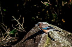 カケス　その３