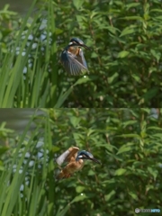 7月11日のカワセミ　２