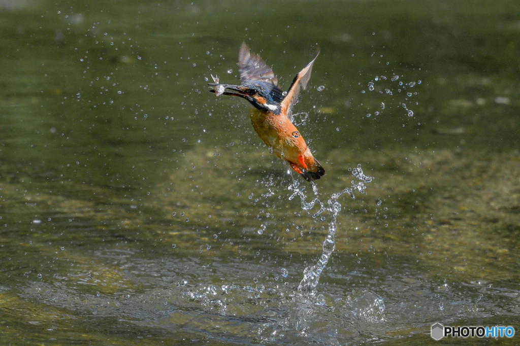 ６月14日のカワセミ　２