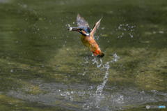 ６月14日のカワセミ　２