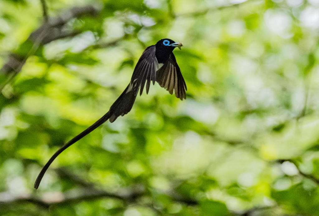 ６月30日　昨日のサンコウチョウ　２