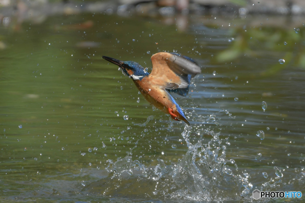 ５月18日のカワセミ　２