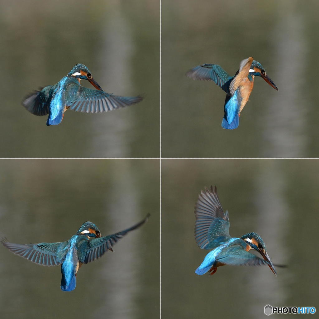 ３月１５日のカワセミ　１