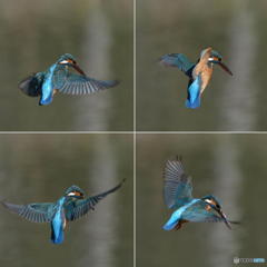 ３月１５日のカワセミ　１