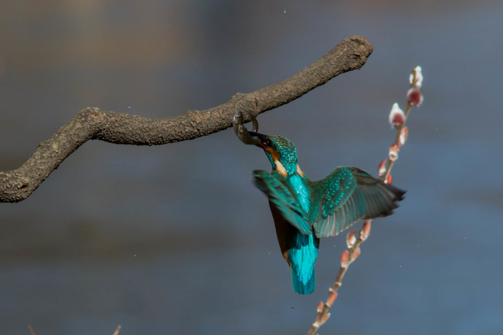 着地寸前！　クチバシをよく見ると…