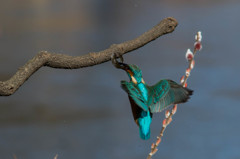 着地寸前！　クチバシをよく見ると…