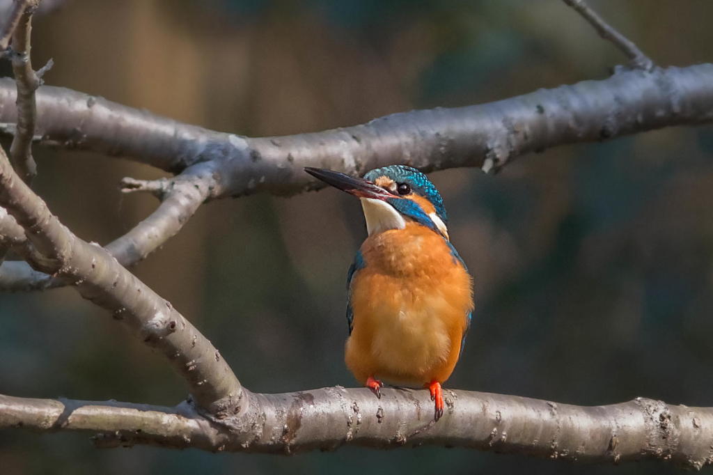 カケスのフィールド近くにて