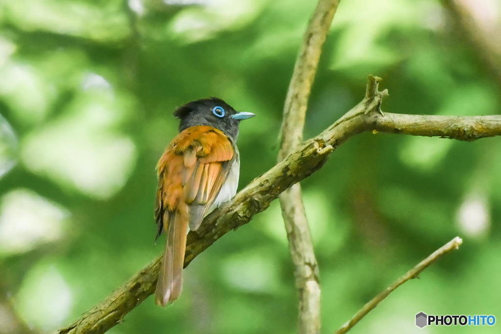 ５月14日はサンコウチョウ　２