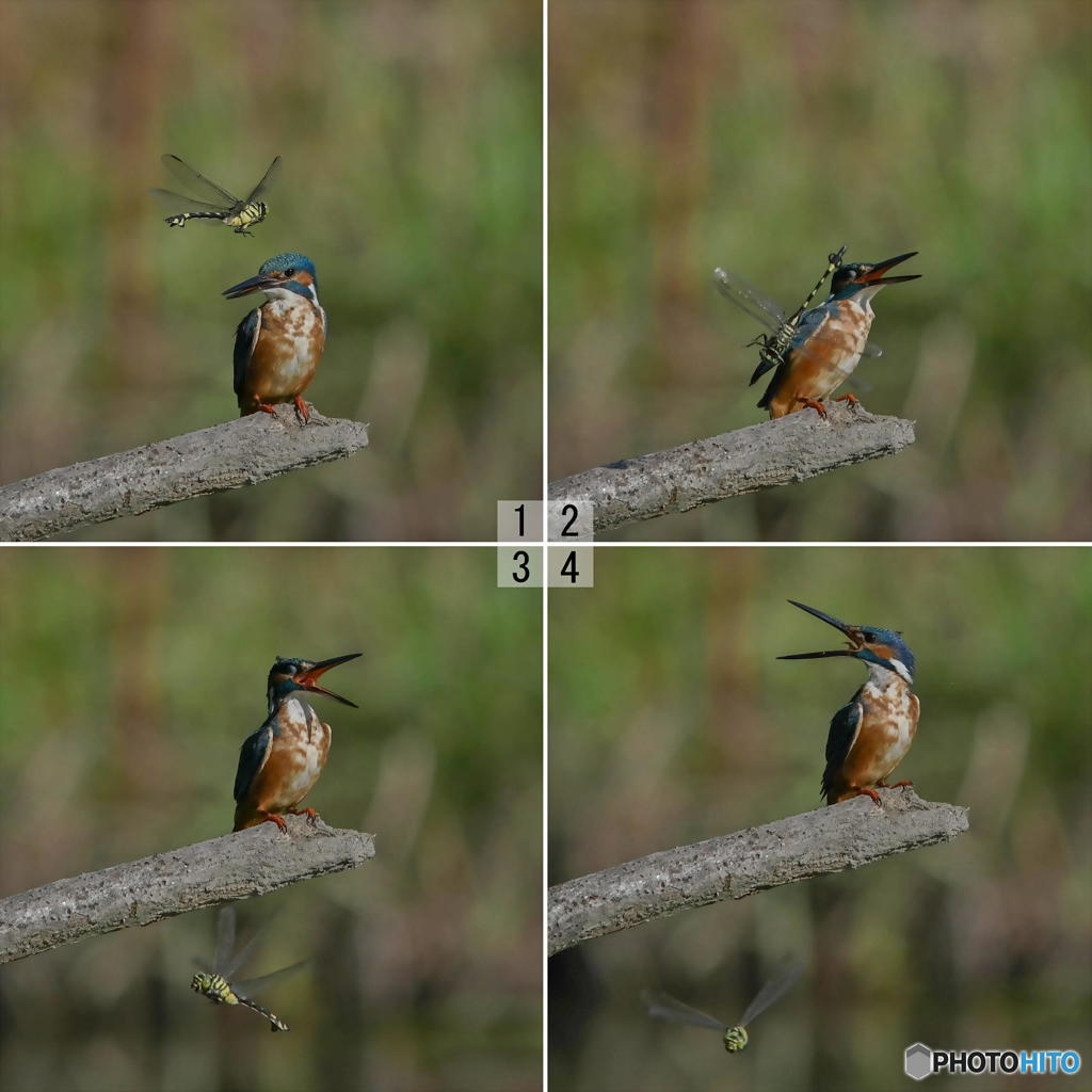 ９月１日のカワセミ　１
